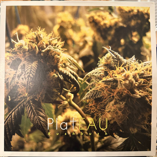 Plateau – Kushbush (2LP) 🇺🇸
